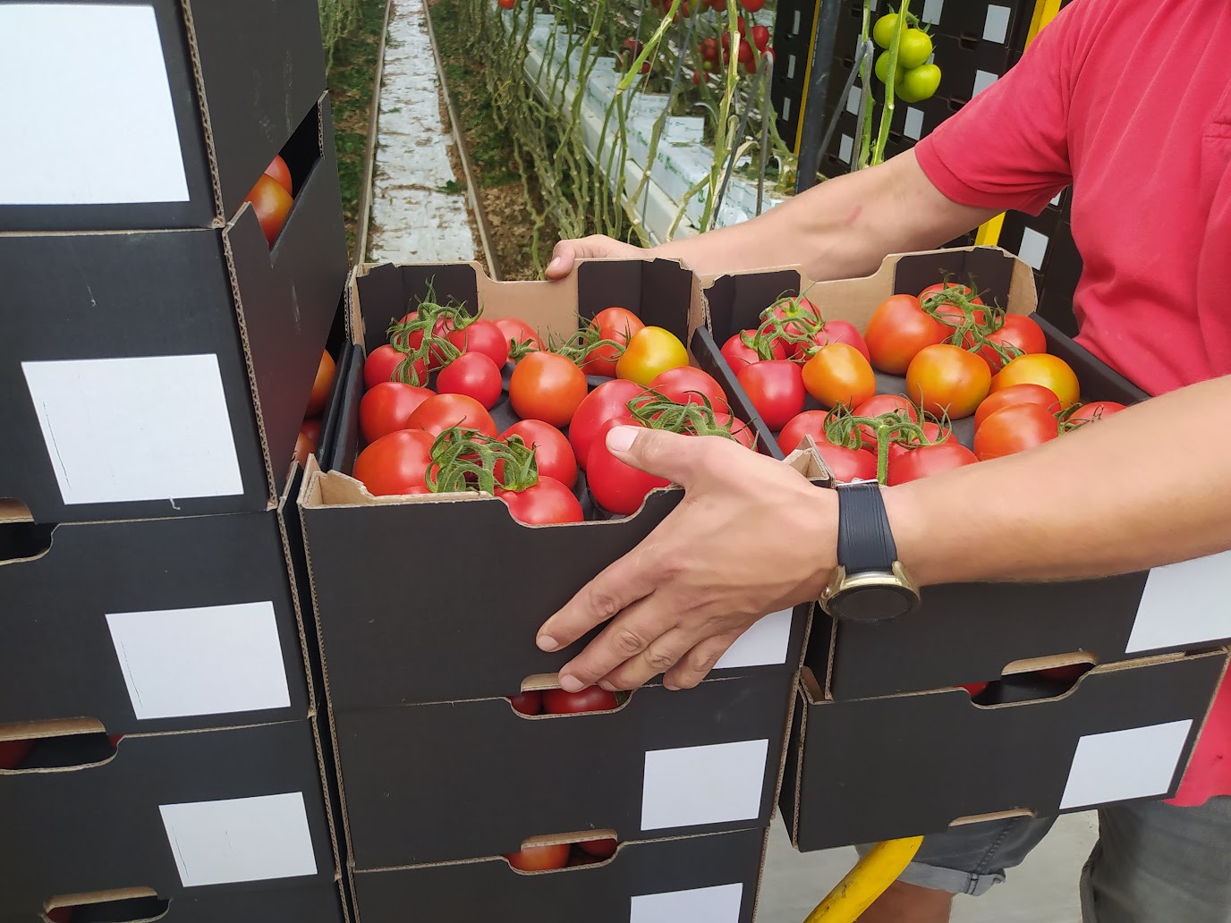 Red Harvest