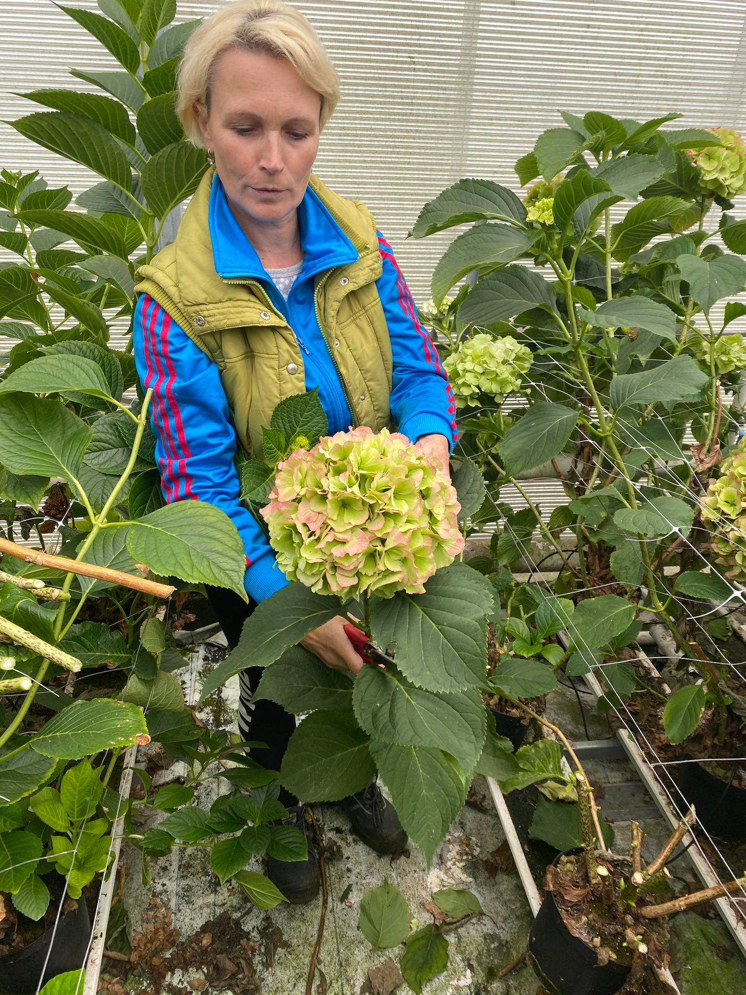  Ko Kolk Hortensia BV