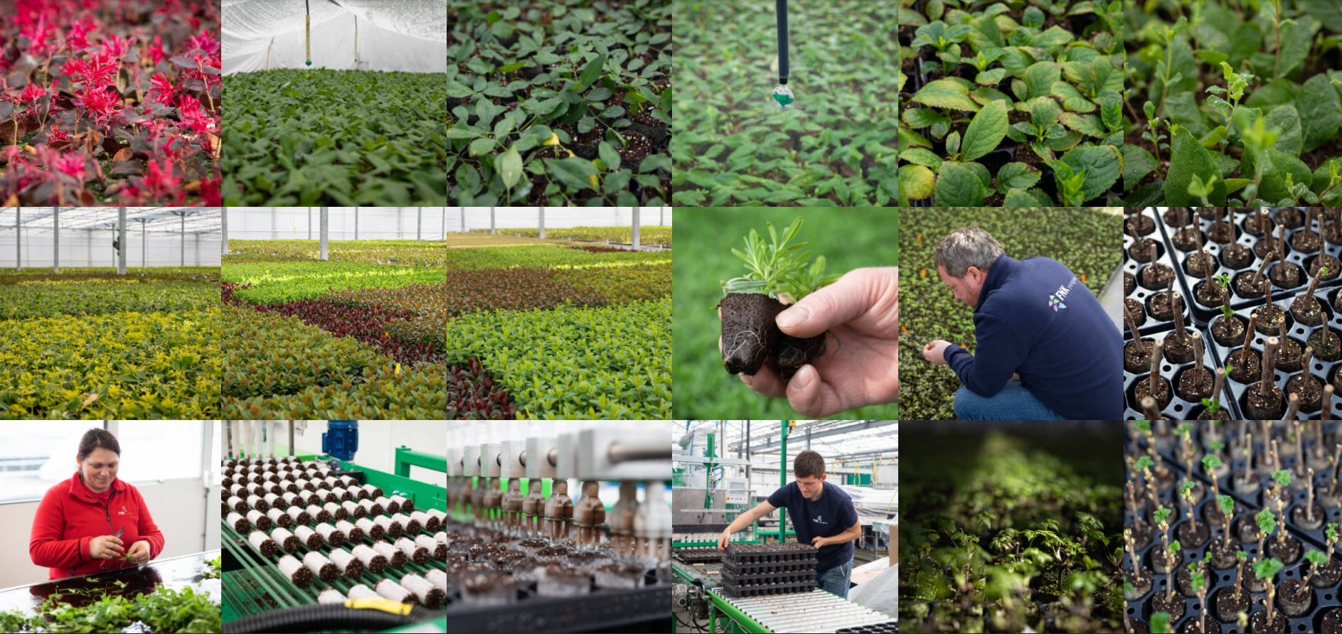 FNK Young Plants B.V.