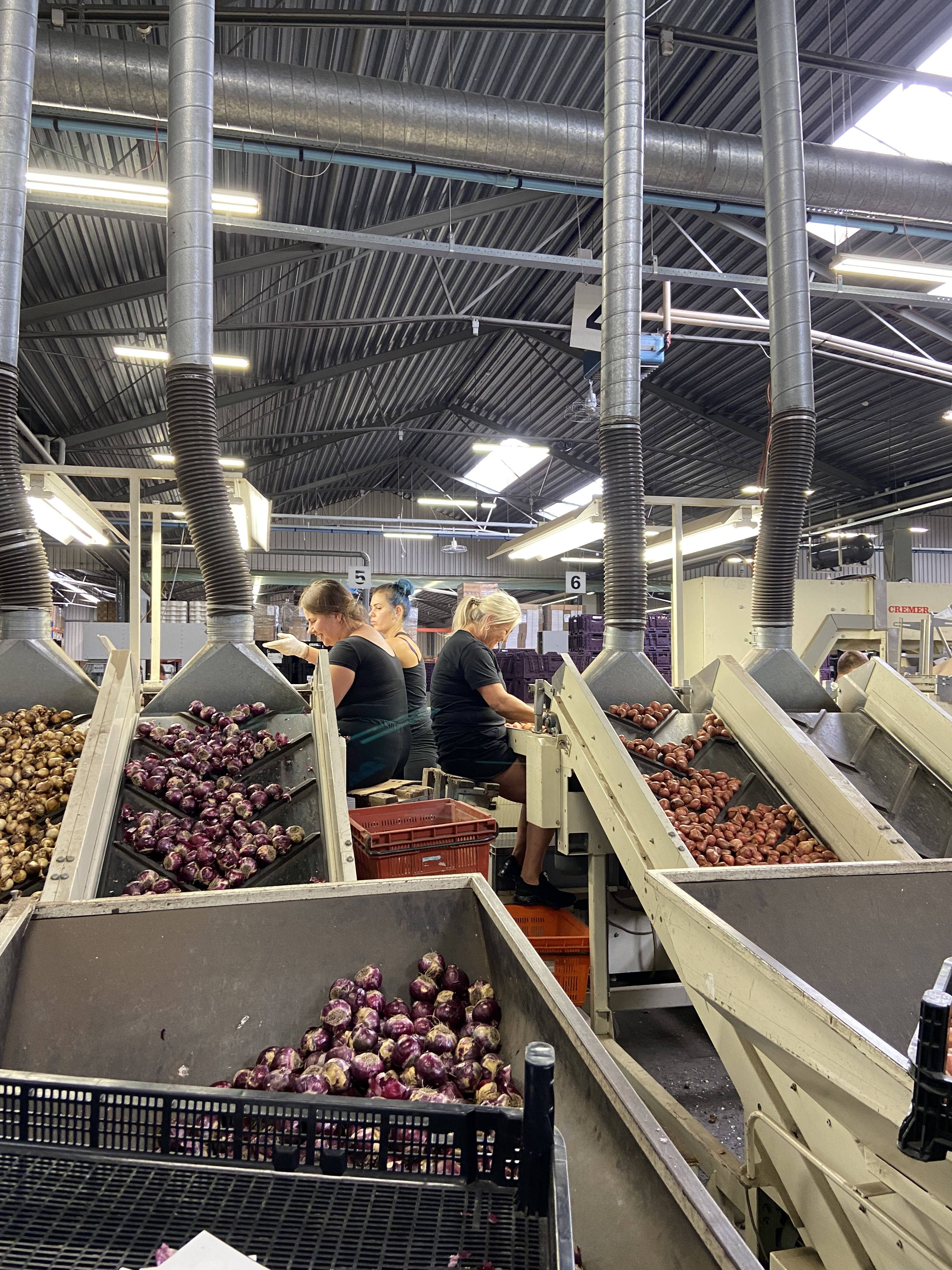 A. Frijlink en Zn. Export BV