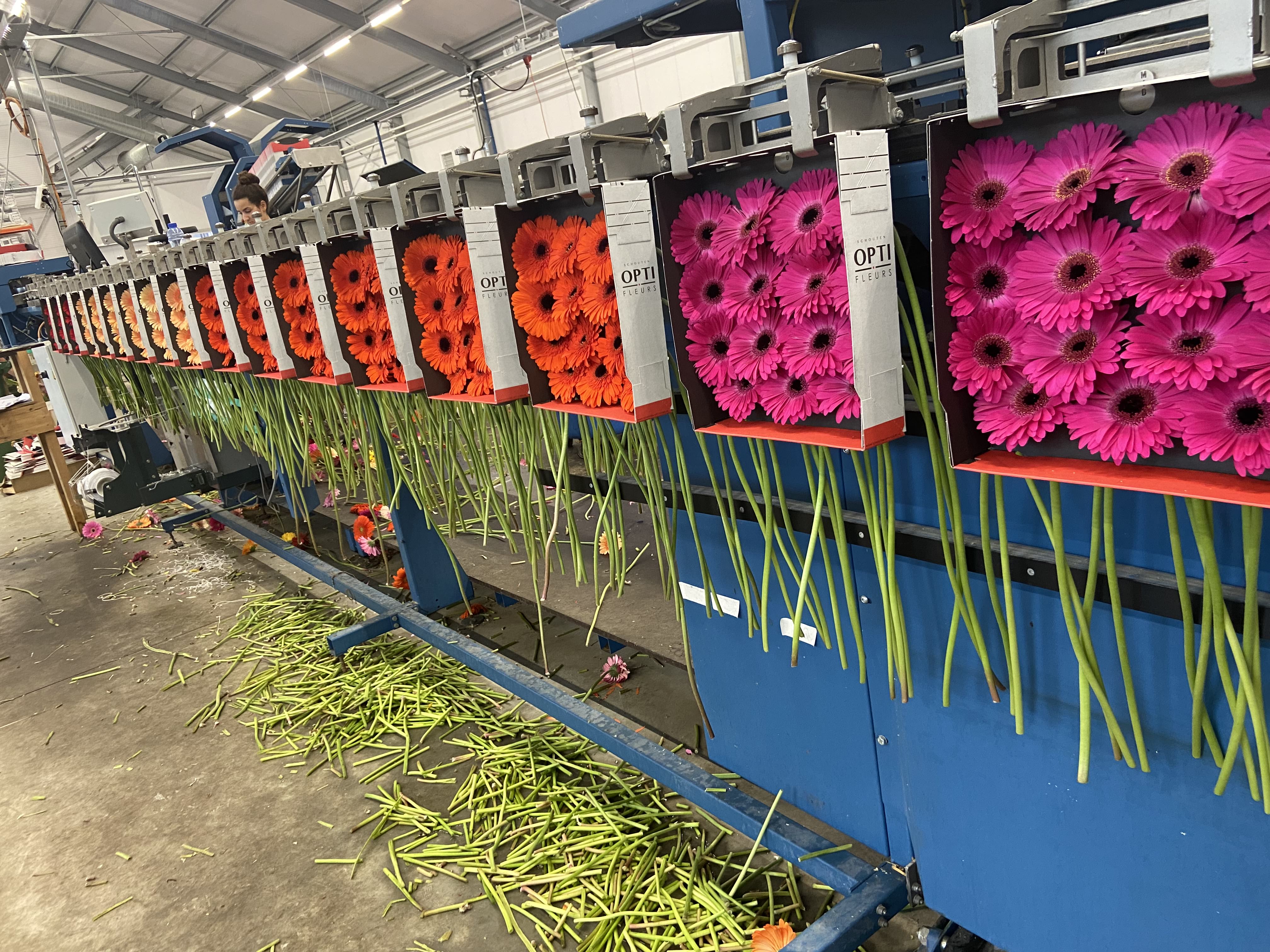 Schouten Opti-Fleurs BV