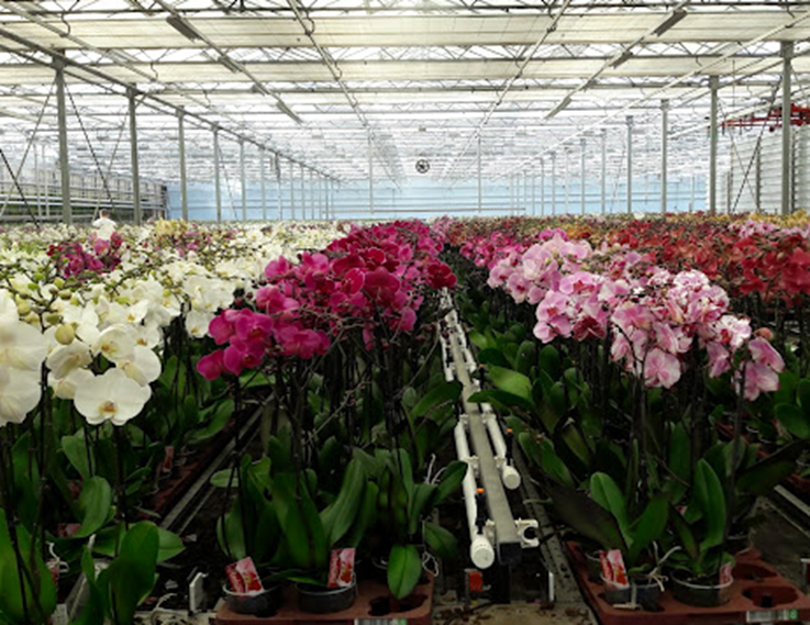 Kwekerij J.P. Könst en Zn. B.V.