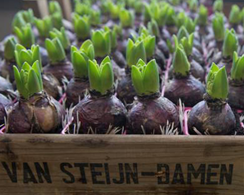 Van Steijn-Damen B.V.